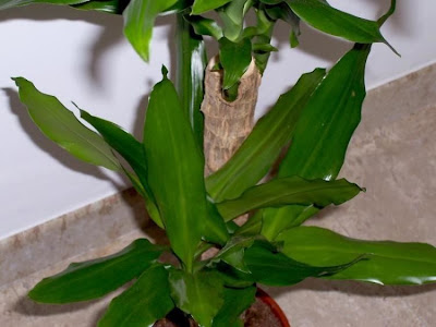 Dracaena fragrans,
fragrant dracaena,
palmillo