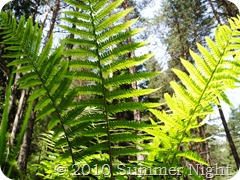 photo (1) (640x480)