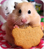 Hamster2