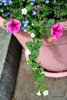 Flower-pot