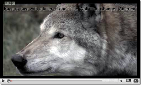 Face to face with a killer - Lobo - The Wolf That Changed America - BBC