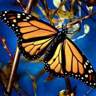 [mariposa-monarca[5].jpg]