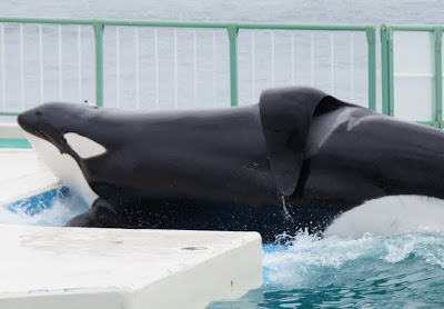 笑顔が一番 シャチのショー三昧