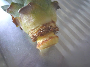 野良メタラーの菜園生活 Ssブログ