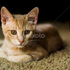 Kitten Watching by Christopher Fenning - Animals - Cats Portraits