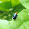 Leaf beetle