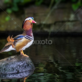 See Higher by Franciscus Satriya Wicaksana - Animals Birds