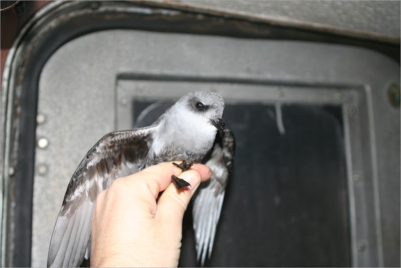 Me holding the Fork-tailed Storm Petrel