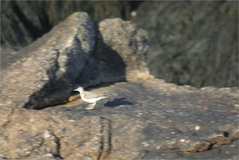 a bad image of a Spotted Sandpiper