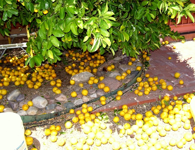 [Got lemons 4-15-2009 10-33-34 AM 2200x1689[2].jpg]