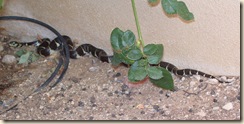 Rose snake 5-15-2009 5-26-31 AM 1966x979