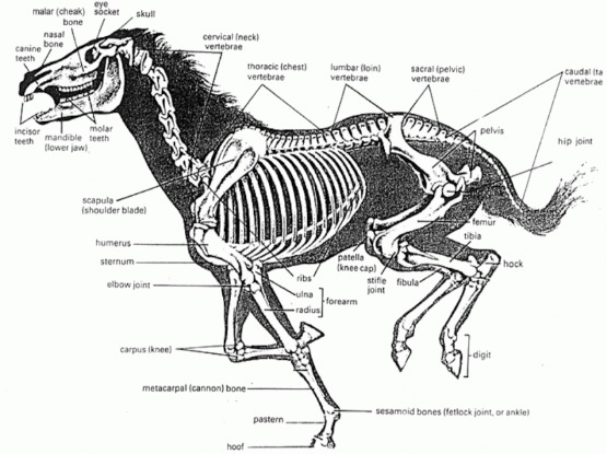 horse_skeleton-842x591