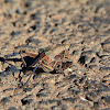Plains Lubber Grasshopper