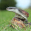 Texas Rat Snake