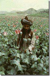 afghan_poppies
