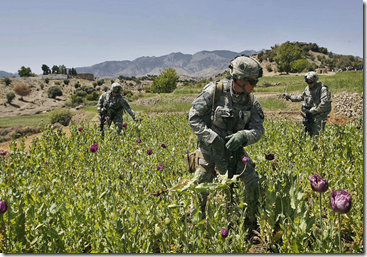 afghanistan-opium-fields