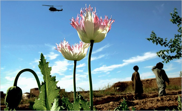 [narco-nation[3].jpg]