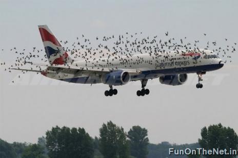 flock of birds tattoo. Facing a huge flock of irds