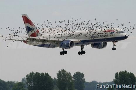 Birds Vs Planes