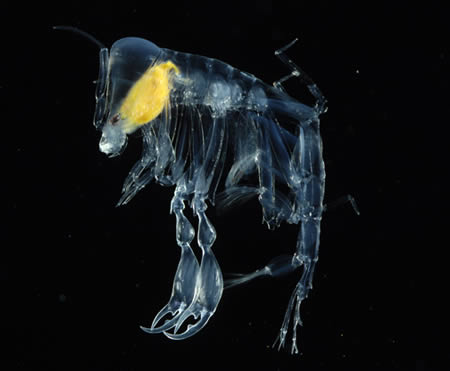 Transparent Amphipod