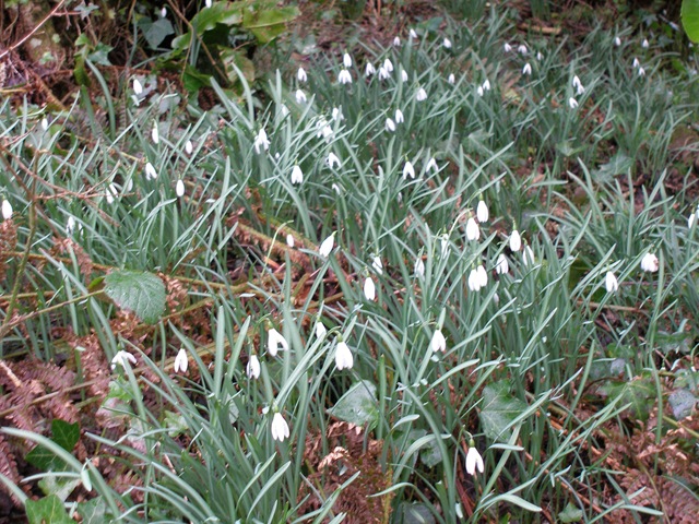snowdrops in bloom, snowdrops, Galanthus nivalis