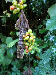 bryonia dioca,bryony,bryony beries,berries