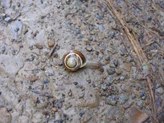snail crossing the track