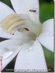 kembang putih 1894