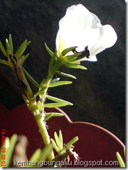 Portulaca grandiflora Hook 4195