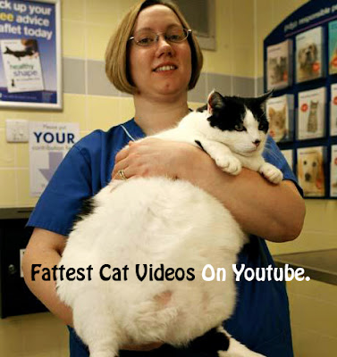 Top 10 Fattest Cat Videos On YouTube - Funny Fat Cats Video