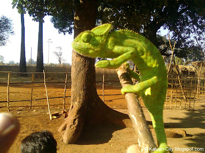 Green Color Chameleon