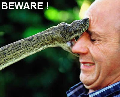 Snakebite