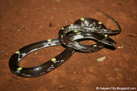 Yellow Spotted Wolf Snake