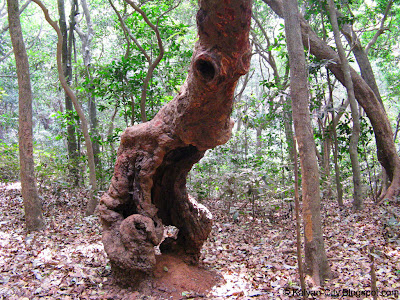 weird alien tree in jungle