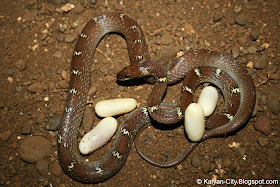 Indian Wolf Snake Laying Eggs