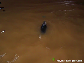 mouse swimming
