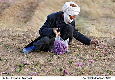  hard work and many painstaking efforts just to get few precious stigmas of Saffron Kashmiri Kesar Saffron World’s Costliest Spice - Farm Photos