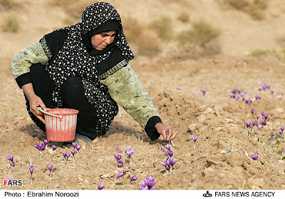 Woman Collecting Saffron Flowers