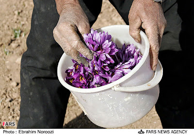 Saffron flowers in a bucket