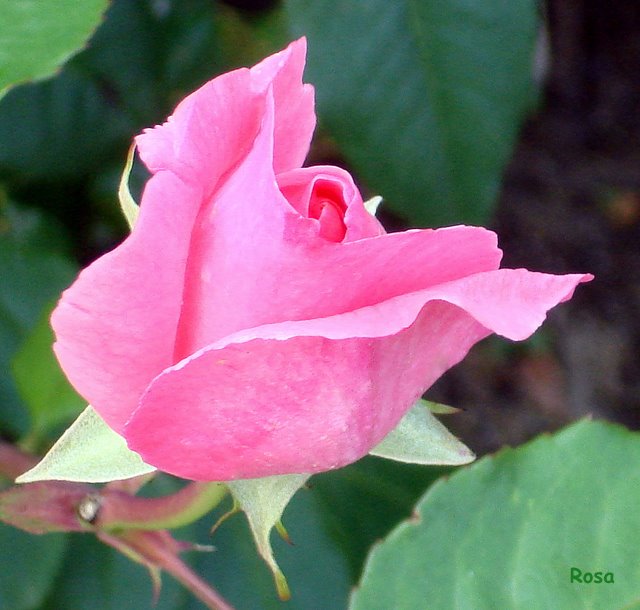DSC05339.JPG