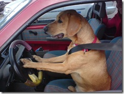 dog_driving