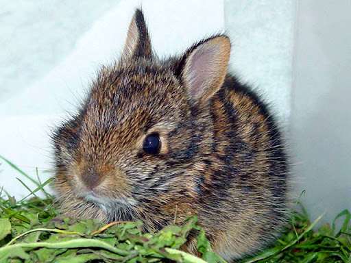 furniture felt sheets