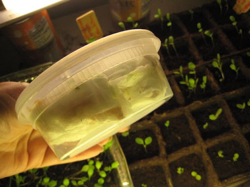 grow peace and dance in the garden: Cold Moist Stratification