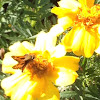 Fiery Skipper, male