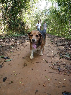 Dogs Trekking 3 (333)