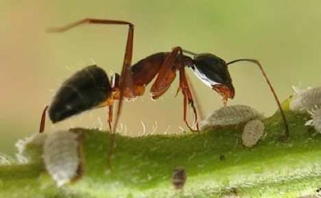 semut meledak Mekanisme Pertahanan Diri Hewan Yang Dahsyat