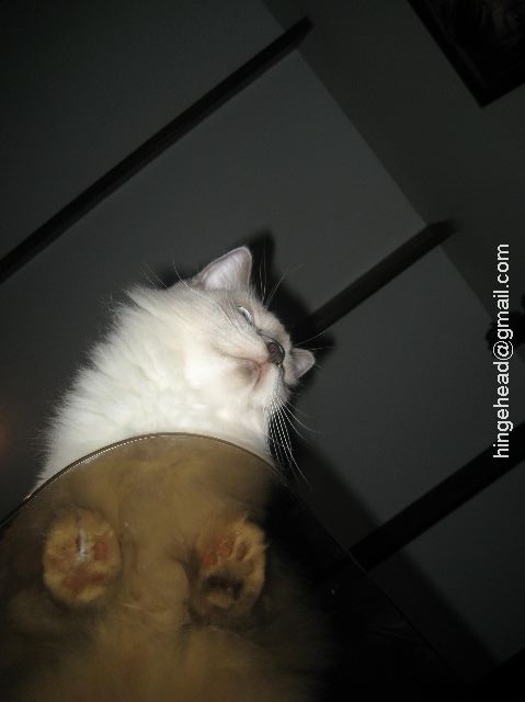 http://lh3.ggpht.com/_iXb0DHXT6Tg/SWv3rNBLZfI/AAAAAAAAARk/_rZVTHMxbdQ/s800/img%20170.jpg