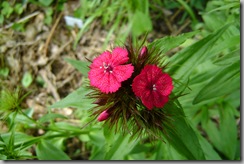 sweet william - dianthus barbatus