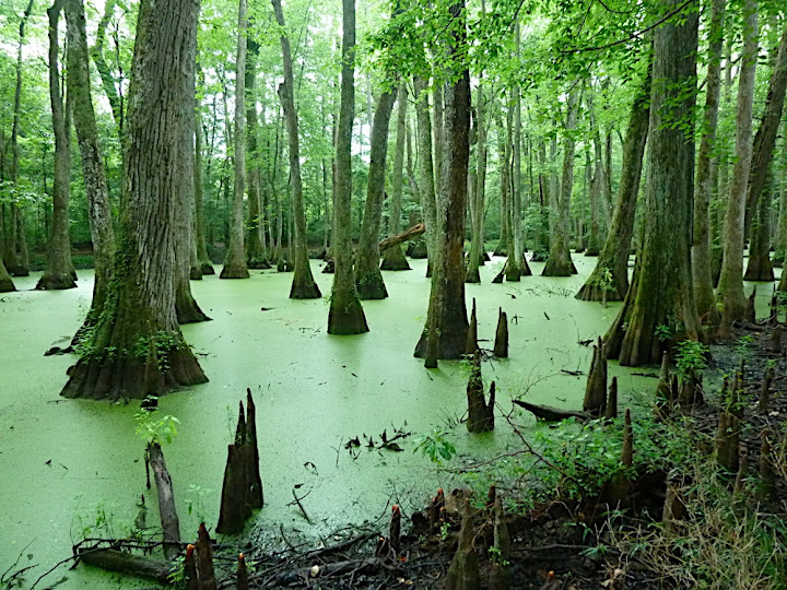 Cypress & Tupelo Swamp