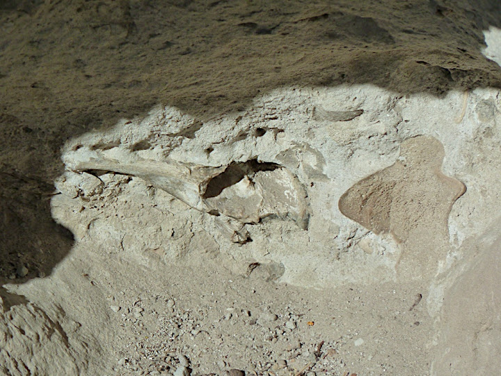 Agate Fossil Beds